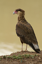 Caracara huppé